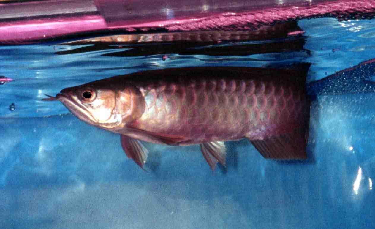 Arowana.jpg (57440 bytes)