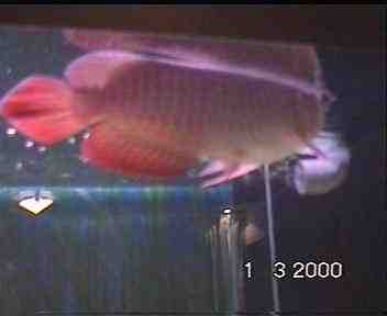 arowana01.jpg (15581 bytes)