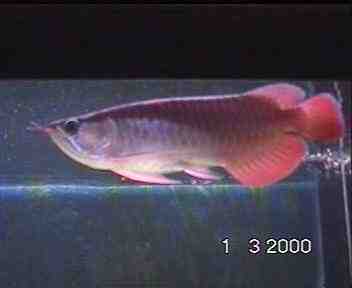 arowana04.jpg (15455 bytes)