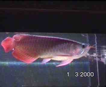 arowana08.jpg (15546 bytes)