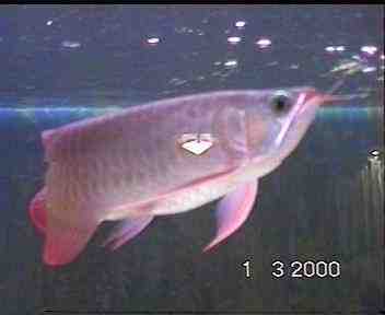 arowana1.jpg (16311 bytes)